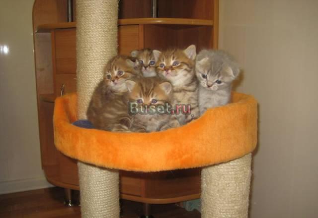 Британские и  шотландские котята из питомника Москва