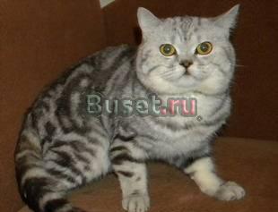 Шотландский кот (страйт) на вязку Москва