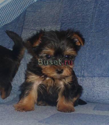 Йоркширский терьер мини беби фейс Москва