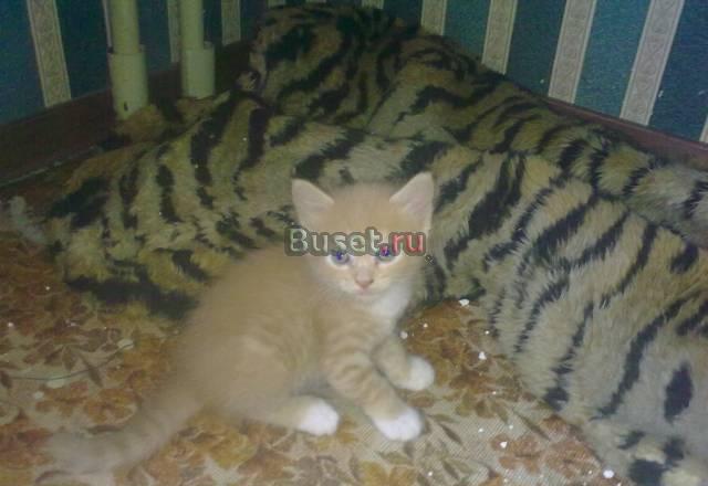 Котята редкой породы Москва