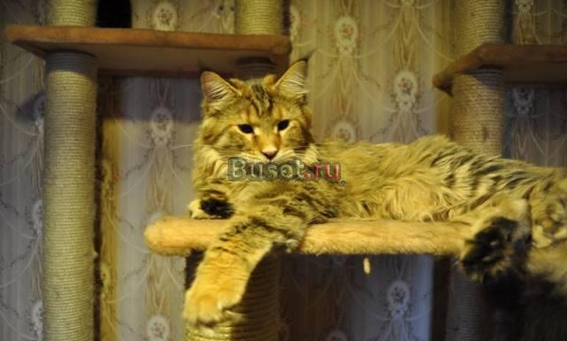 Кошечка породы мейн-кун Москва