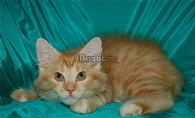 Самое красивое рыжее чудо ищет доброго хозяина Москва
