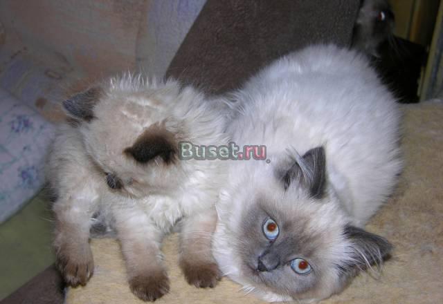 Котята  породы рэгдолл (Кошка Кукла), не дорого с Москва
