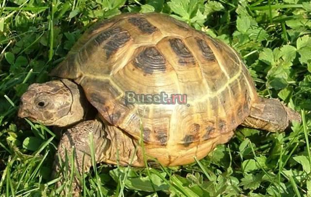 Сухопутную черепашку Тольятти
