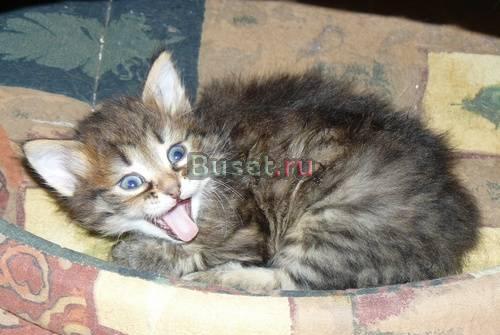 Сибирские котята традиционных окрасов Москва