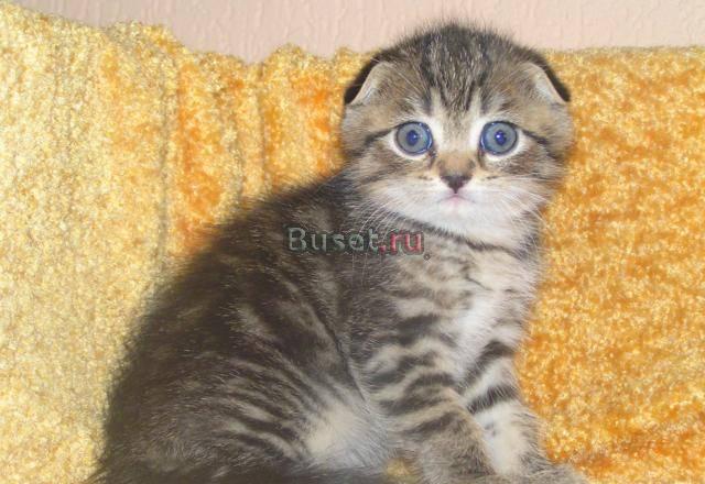 Шотландские вислоухие котята Новокузнецк Новокузнецк