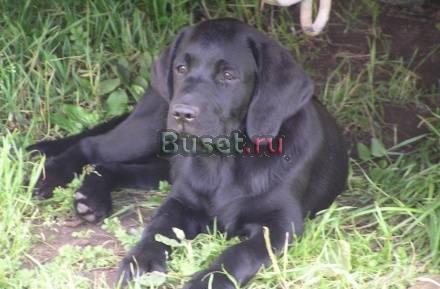 Лабрадора щенок девочка черного окраса, 3,5 месяца Нижний Новгород