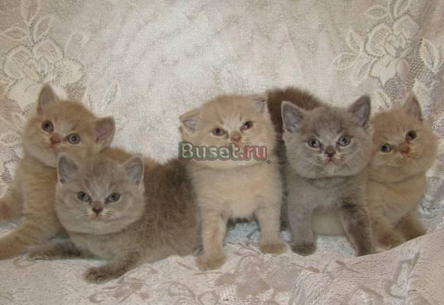 Шотландские котята (фолд и страйт)-большой выбор Москва
