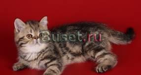 Экзотический короткошерстный котик Санкт-Петербург