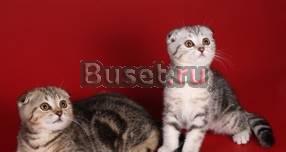 Скоттиш-фолды Санкт-Петербург