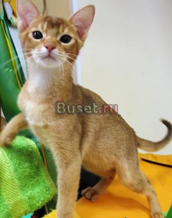 Абиссинские котята  не дорого Москва