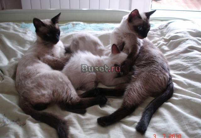Сиамские котята (актуально до 15.07.2010) Москва