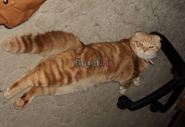 Шотландский вислоухий кот Санкт-Петербург
