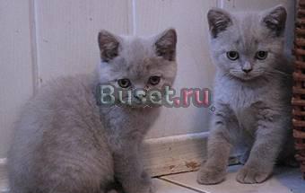 Британские котята Москва