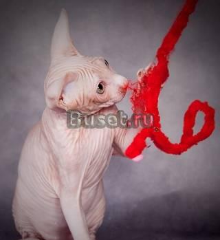 Продажа котят Нижний Новгород