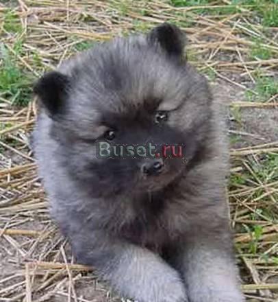 Вольфшпицы от родтелей чемпионов Москва