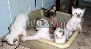Котята Ростов-на-Дону