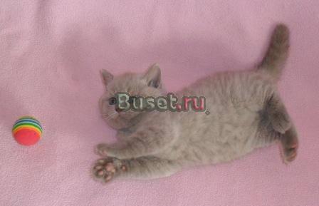 Британские котята Москва