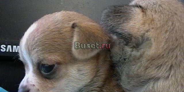 Чихуахуа девочки Москва