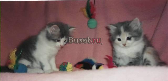 Экзотические котята Санкт-Петербург