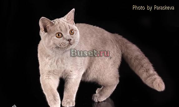 Британская лиловая девочка Белгород