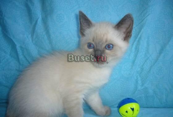 Продам кошечку Москва