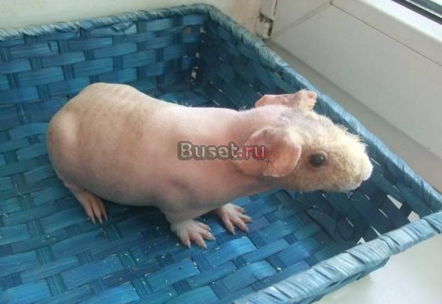 Мальчик скинни Москва