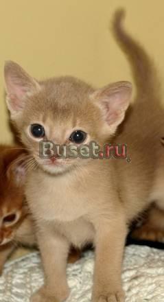 Абиссинский котик Москва