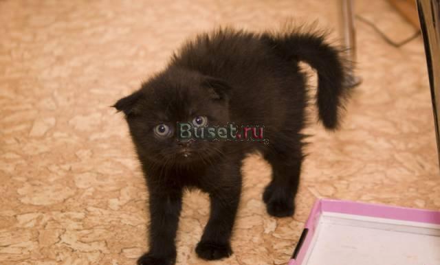 Шотландская кошечка Москва