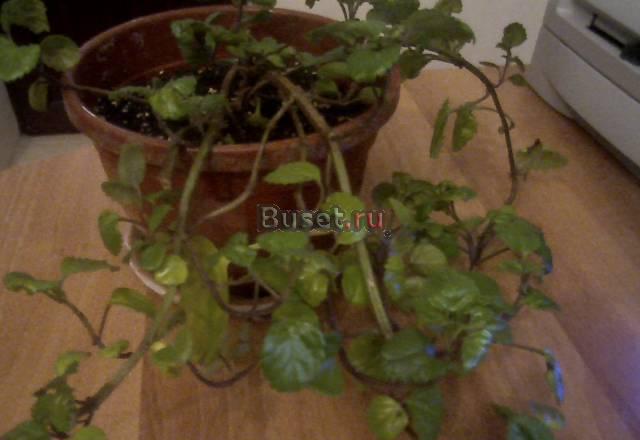 Плектрантус (Plectranthus) Москва