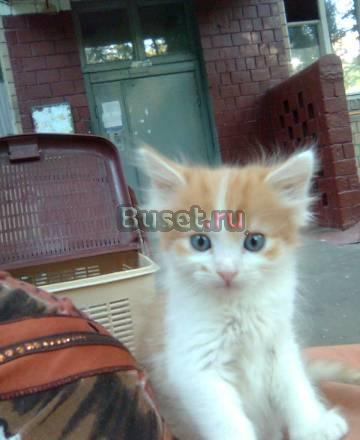 Сибирские котята Москва