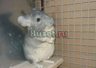 Ручные шиншиллы Саратов