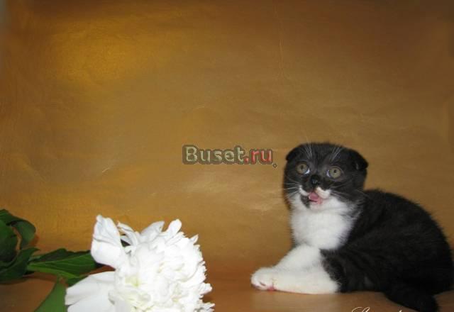 Шотландские вислоухие котята. Питомник Sweetheart Москва