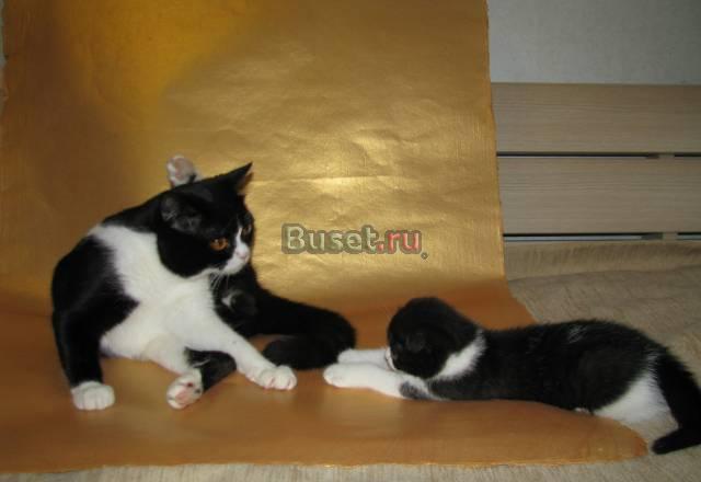 Шотландские вислоухие котята. Питомник Sweetheart Тольятти