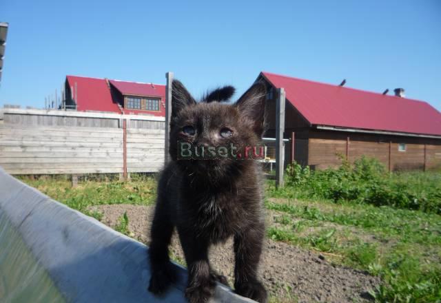 Сибирский котенок в дар Санкт-Петербург