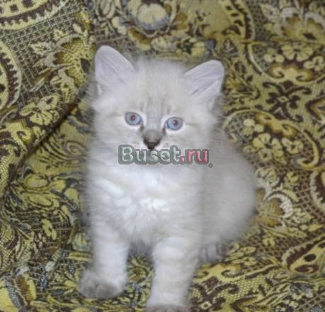 Невские маскарадные котята Москва