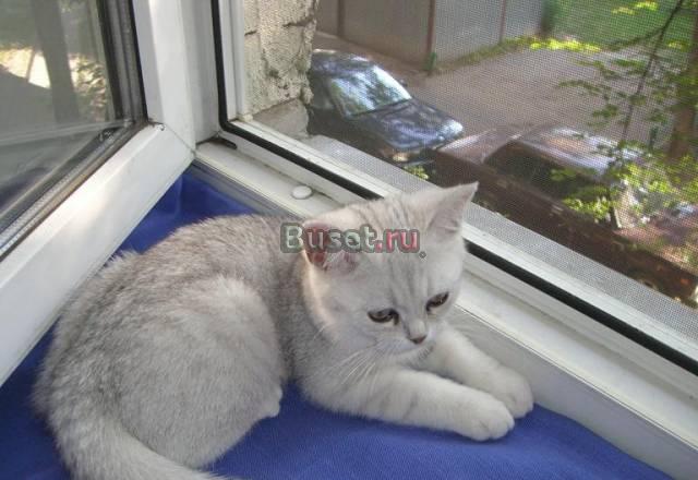 Британский клубный котёнок серебристого окраса Москва