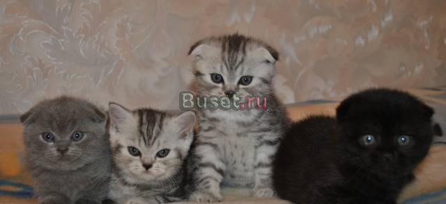 Шотландские вислоухие котята Москва