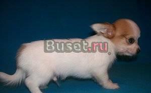 Щенки чихуахуа Москва