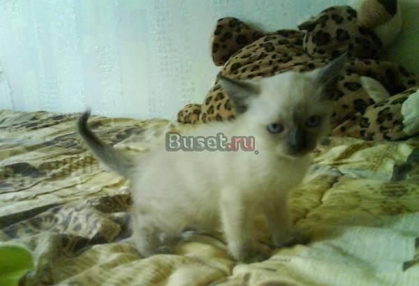 Тайский котёнок Челябинск