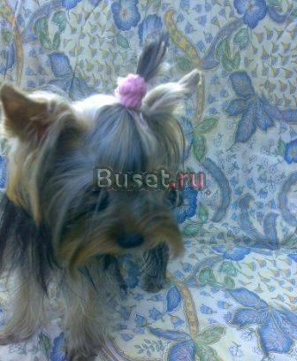 Йорк девочка Ногинск