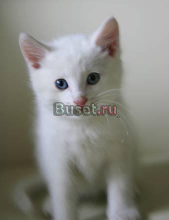 Голубоглазый белый котик Москва