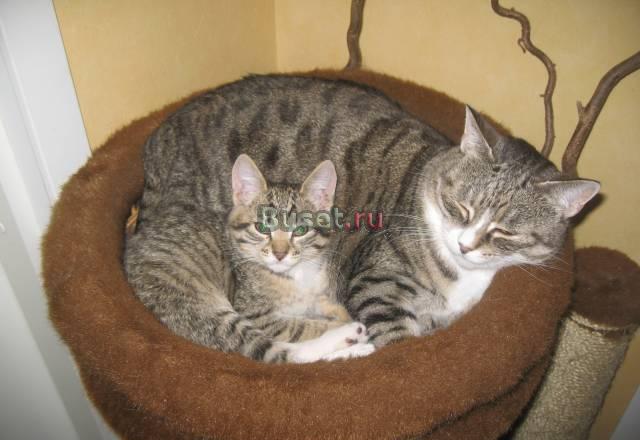 Чудные котятки от нашей домашней кошки Санкт-Петербург