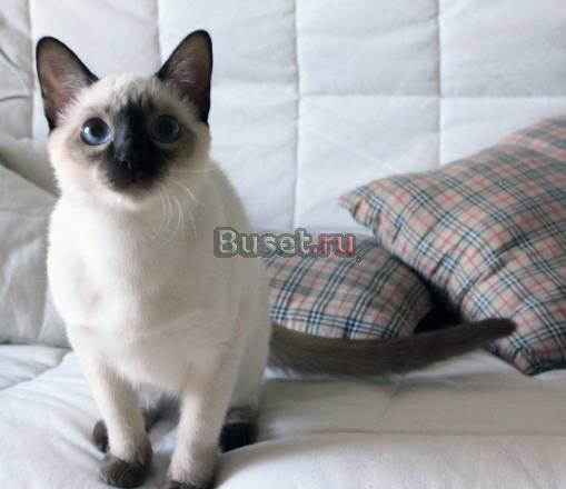 Тайские котята 2 мальчика и 1 девочка Санкт-Петербург