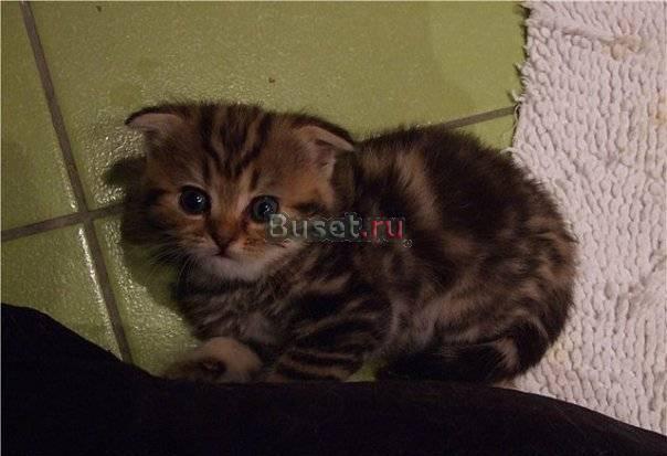 Котята Москва