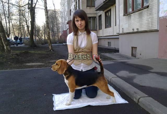Бигль щенки Санкт-Петербург