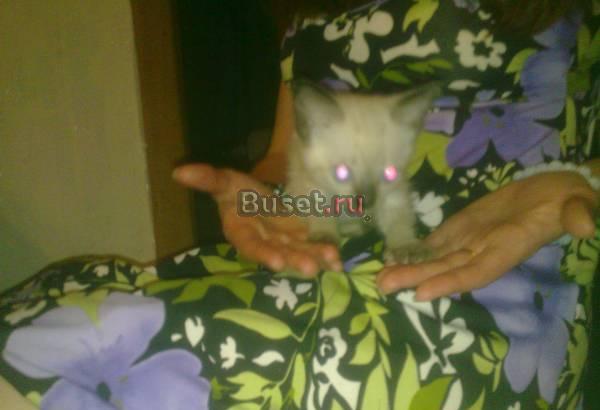 Тайские котята Челябинск