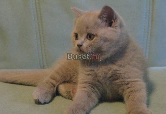 Котята Калининград