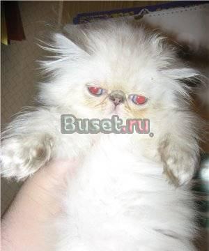 Персы  и экзоты  - котята Москва