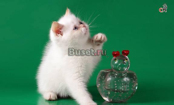 Гималайские клубные котята от интерчемпиона Санкт-Петербург